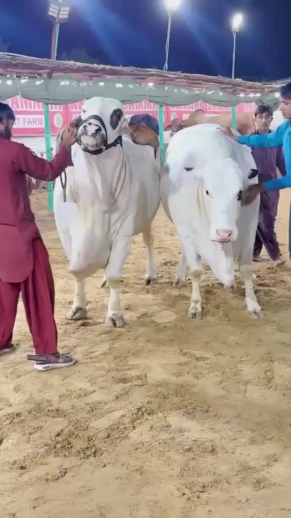 @Cow lovers ❤️