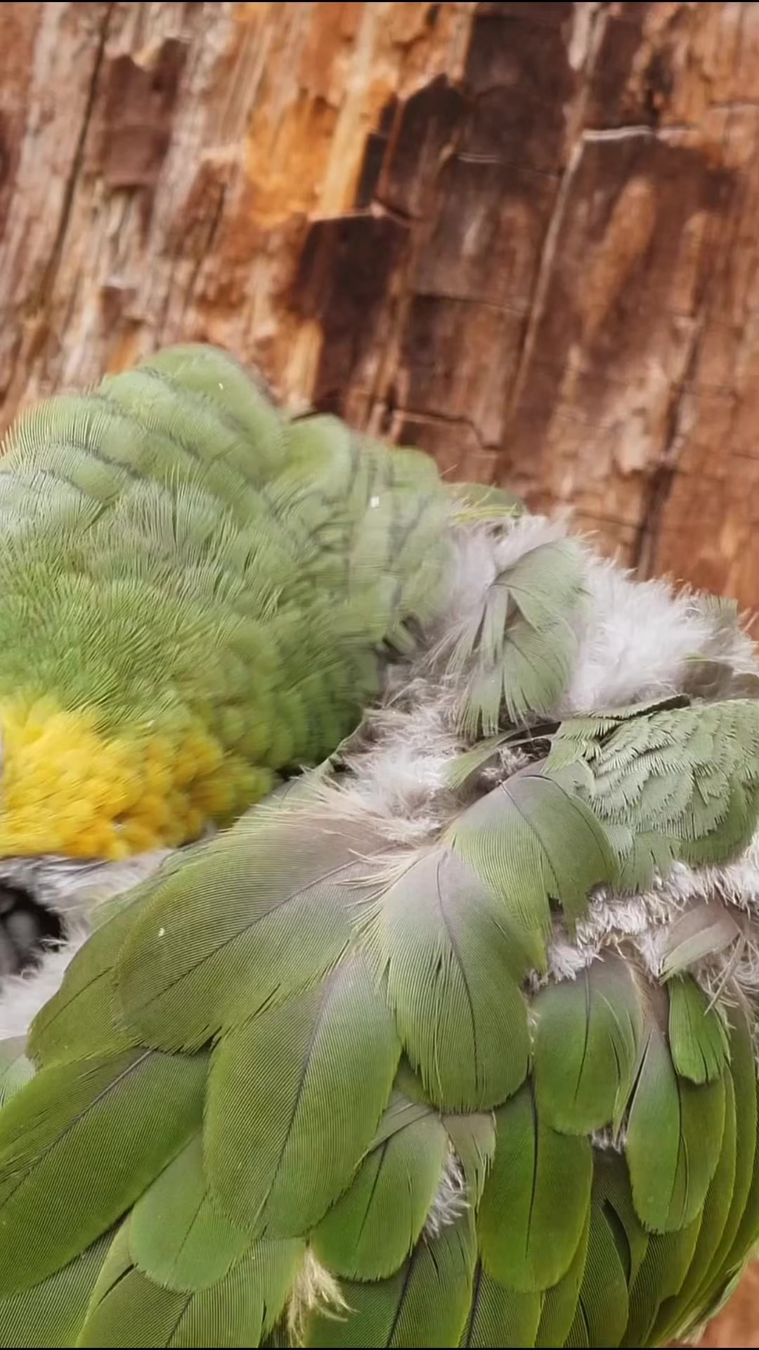 @WelovepetsbyPamornchaiSupply
