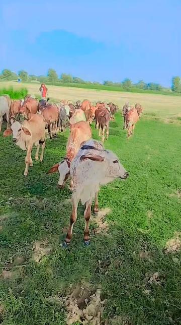 @🐄🐄🐄🐄🥀🥀🥀❣️❣️03287490091