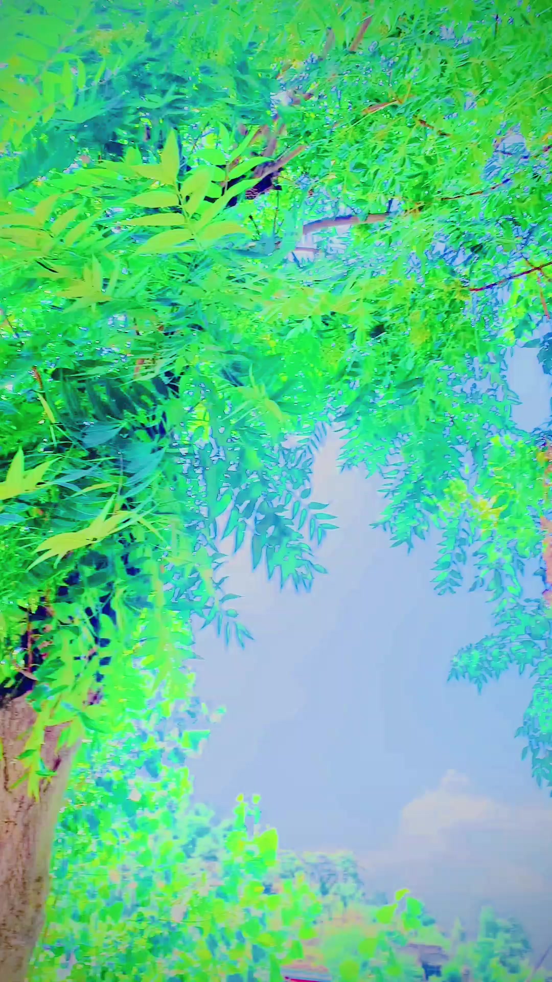 @✩彡 𝗨𝗠𝗔𝗥𝗢𝗢彡✩