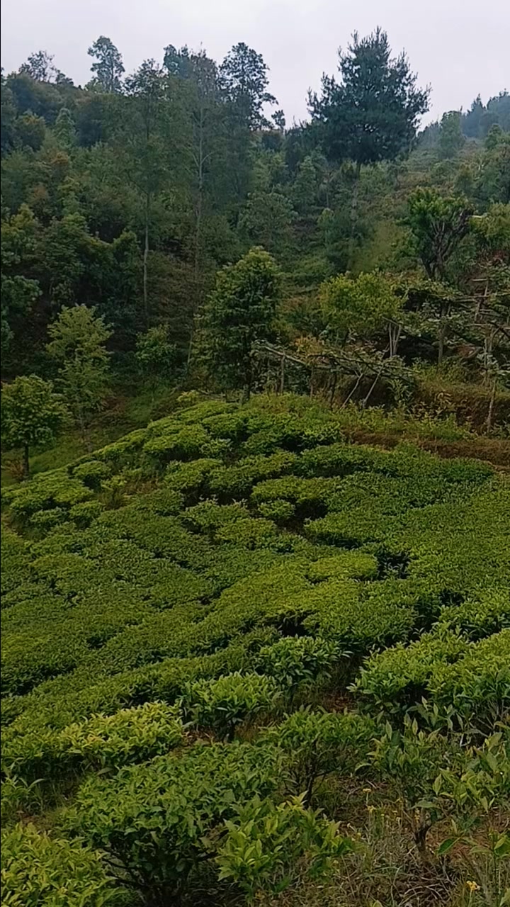 @हजुरबुवा को नाति 🇳🇵🇳🇵🇳🇵