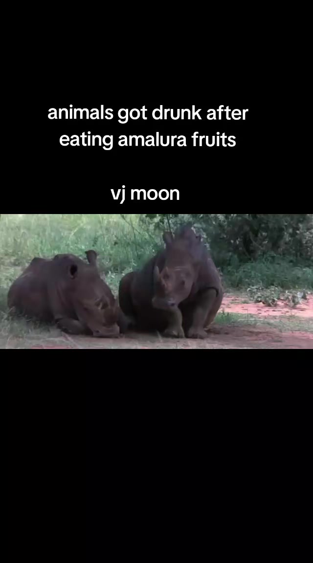 @VJ MOON SERIES