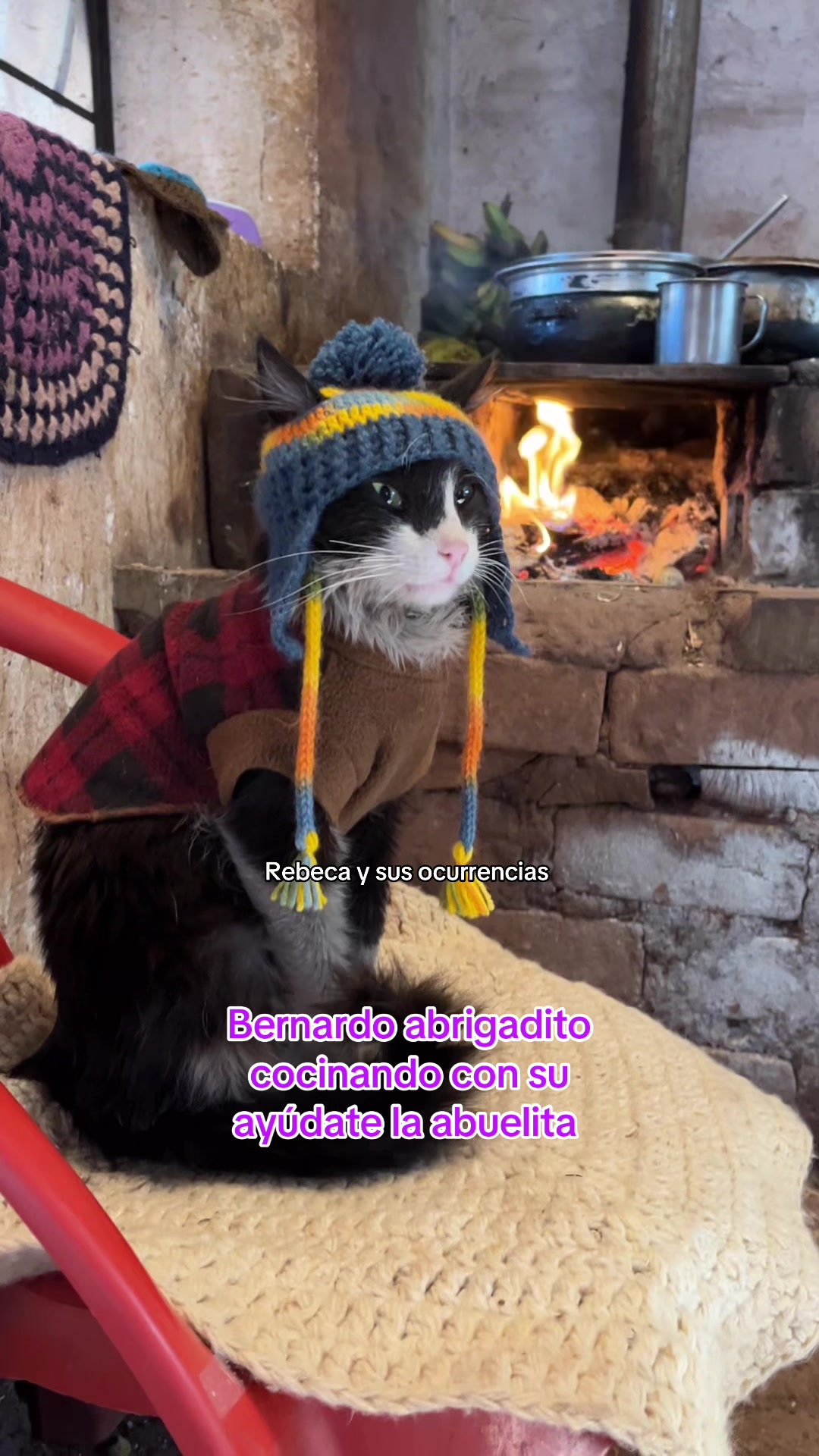 @🐈Rebeca y sus ocurrencias
