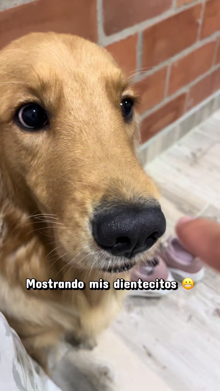 @Mila 🐶