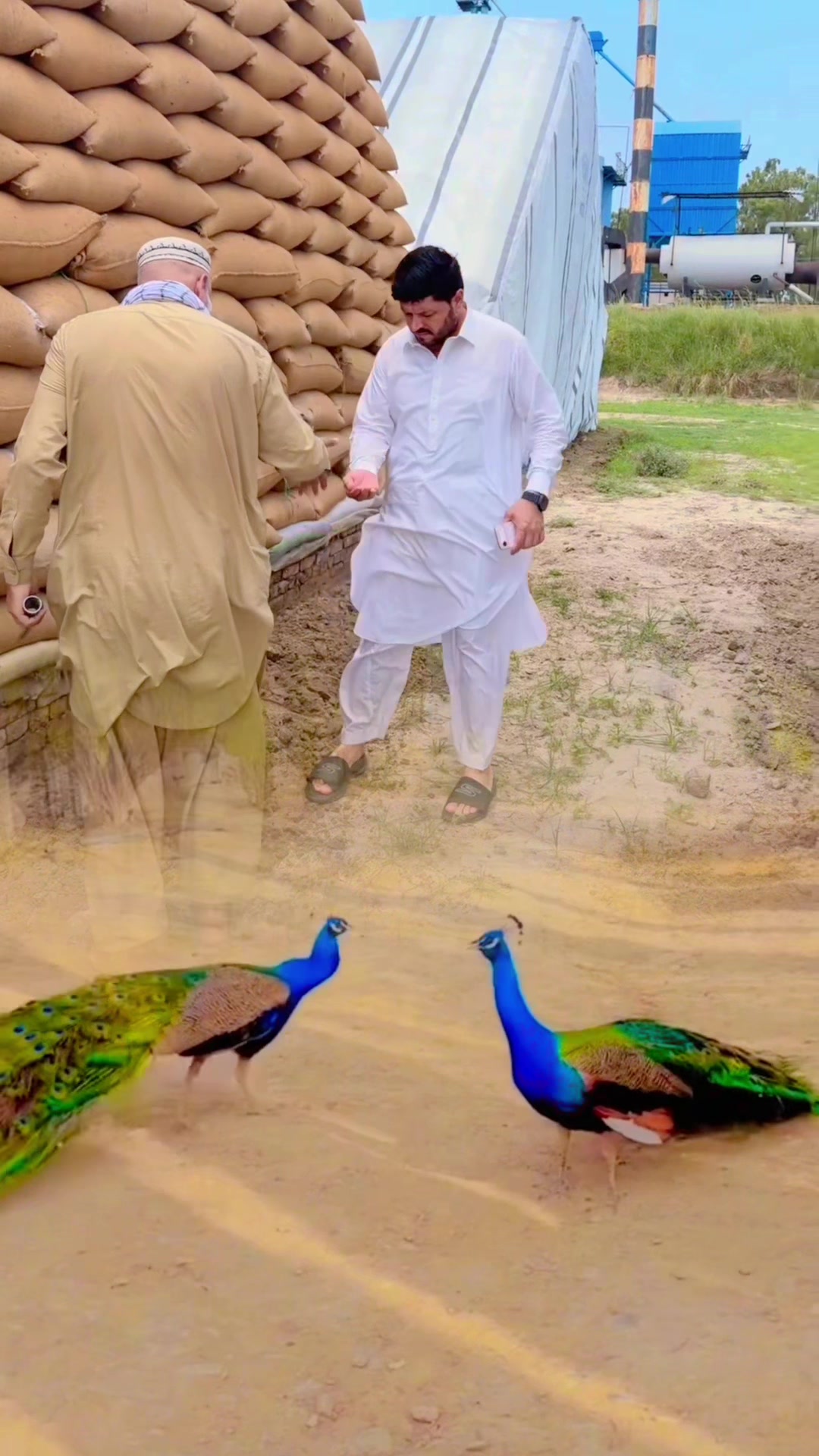 @sardarwalimuhmand