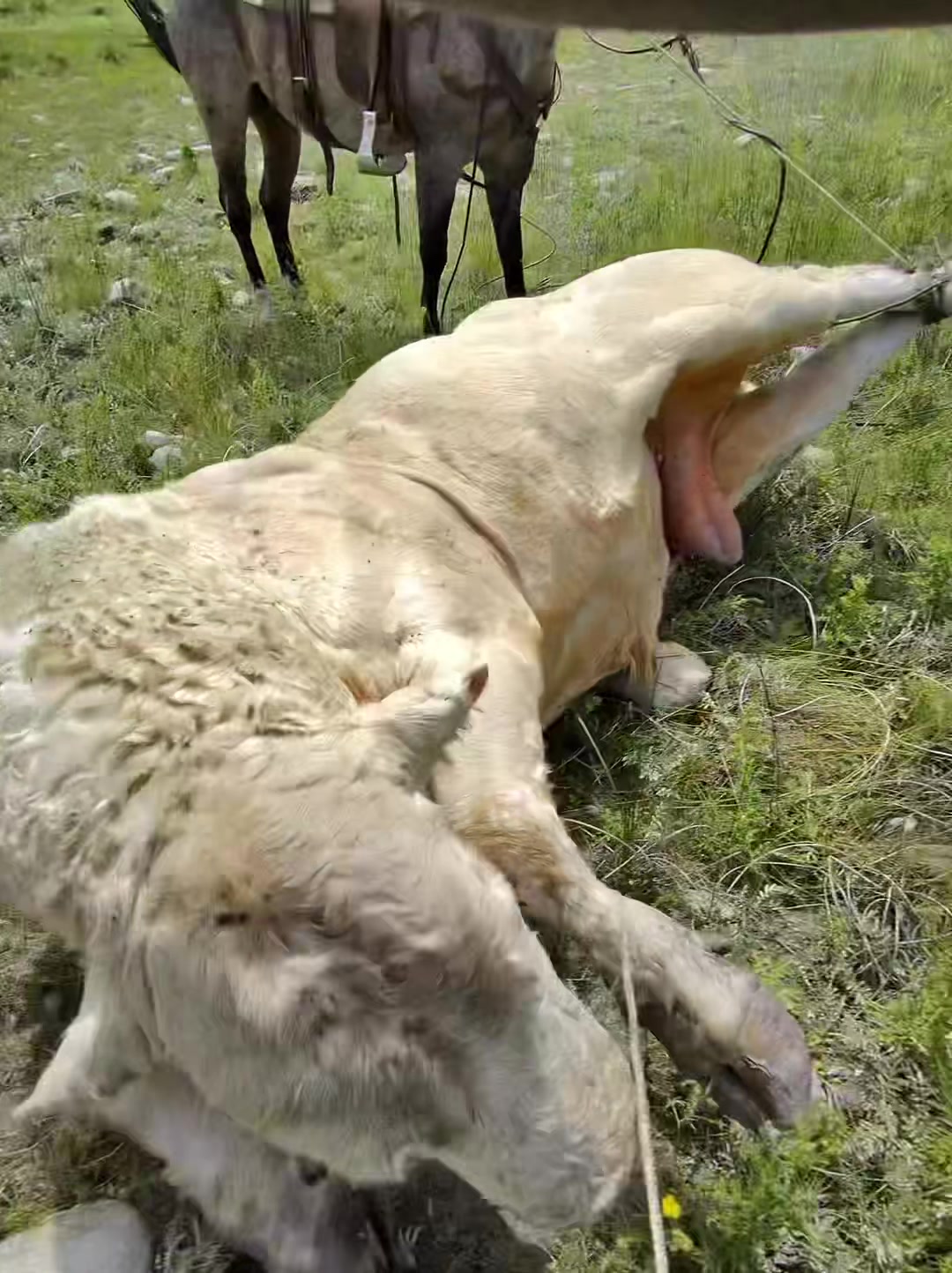 @Ducestockdogs&QuarterHorses