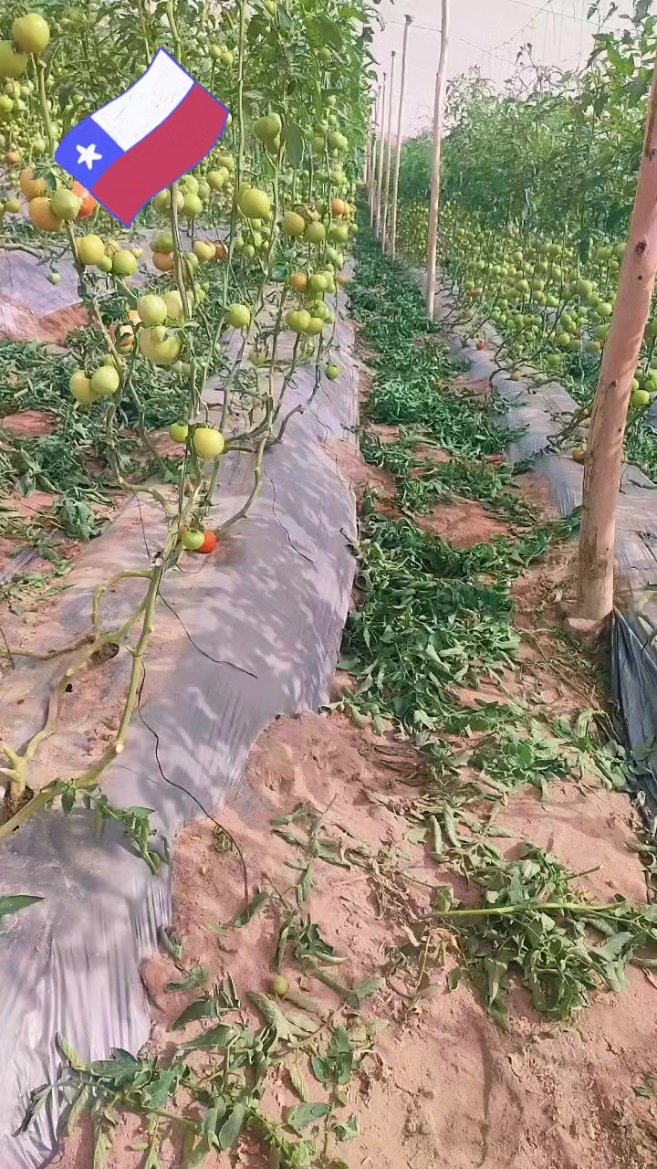 @โ๐บ๐ฆZ_U_L_3๐ฆ๐บโ