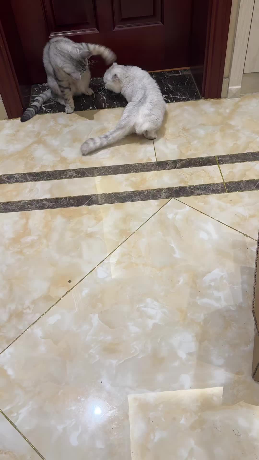 @Animals Fun