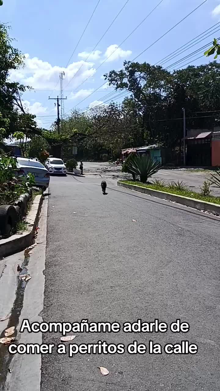 @ayudando perritos