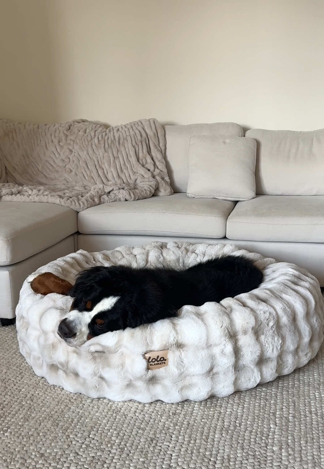 @CJ The Bernese