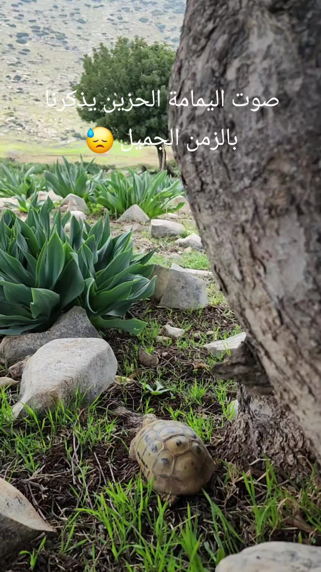 @فؤاد محاميد