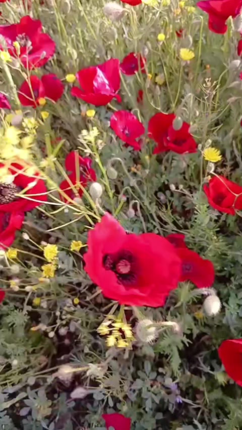 @Ayşe6606
