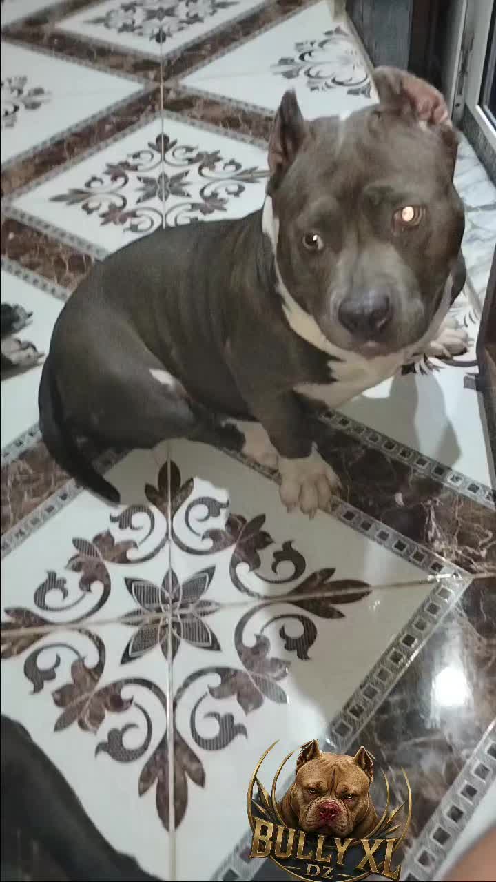 @bully xl dz 🇩🇿🦍