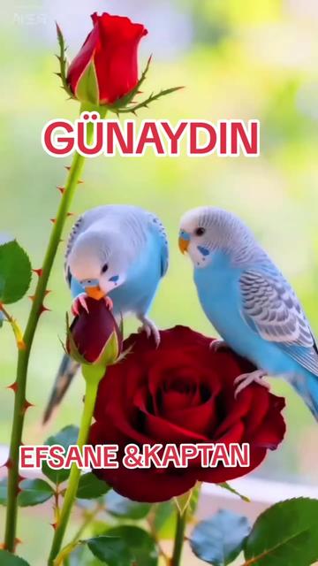 @(EFSANE&KAPTAN)