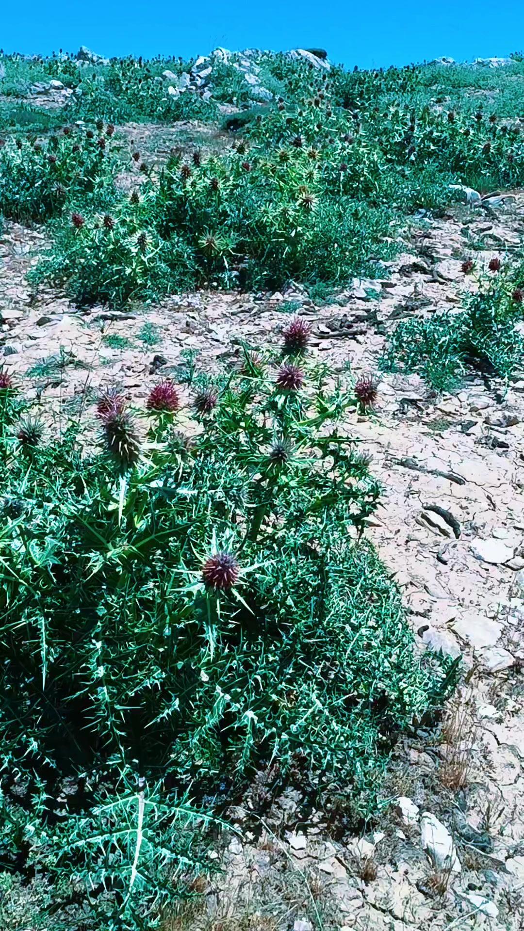 @DAĞCI.46