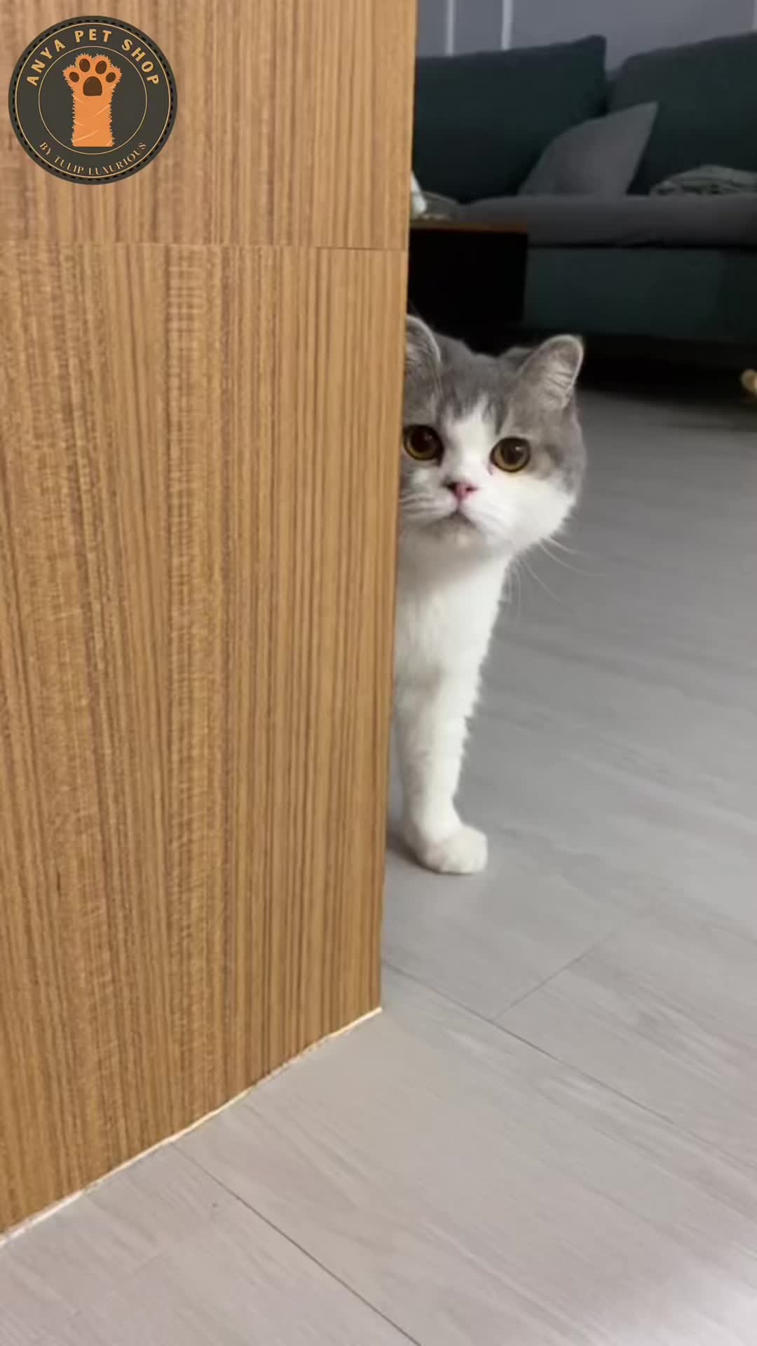 @Anya Pet Shop