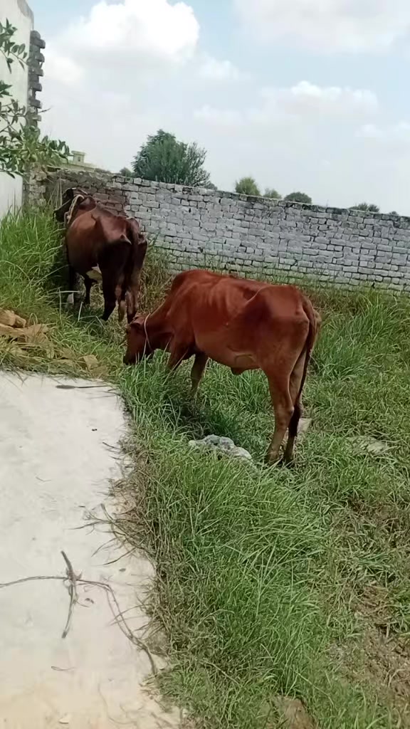 @Rizwan Kayani