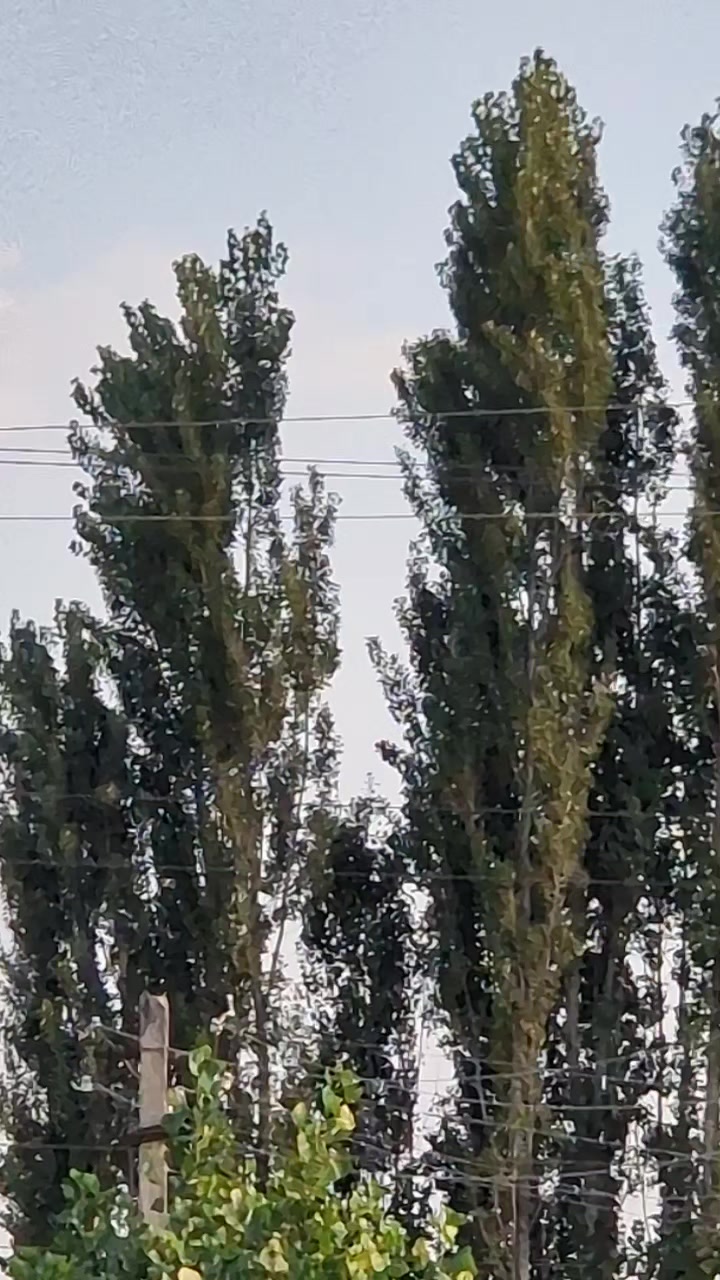 @DILNUR 500