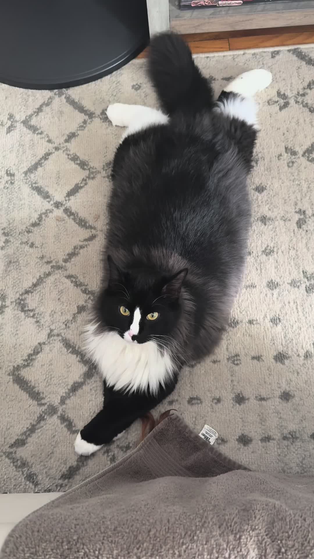 @TailsandWhiskersCo