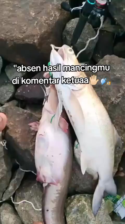 @Ghell378