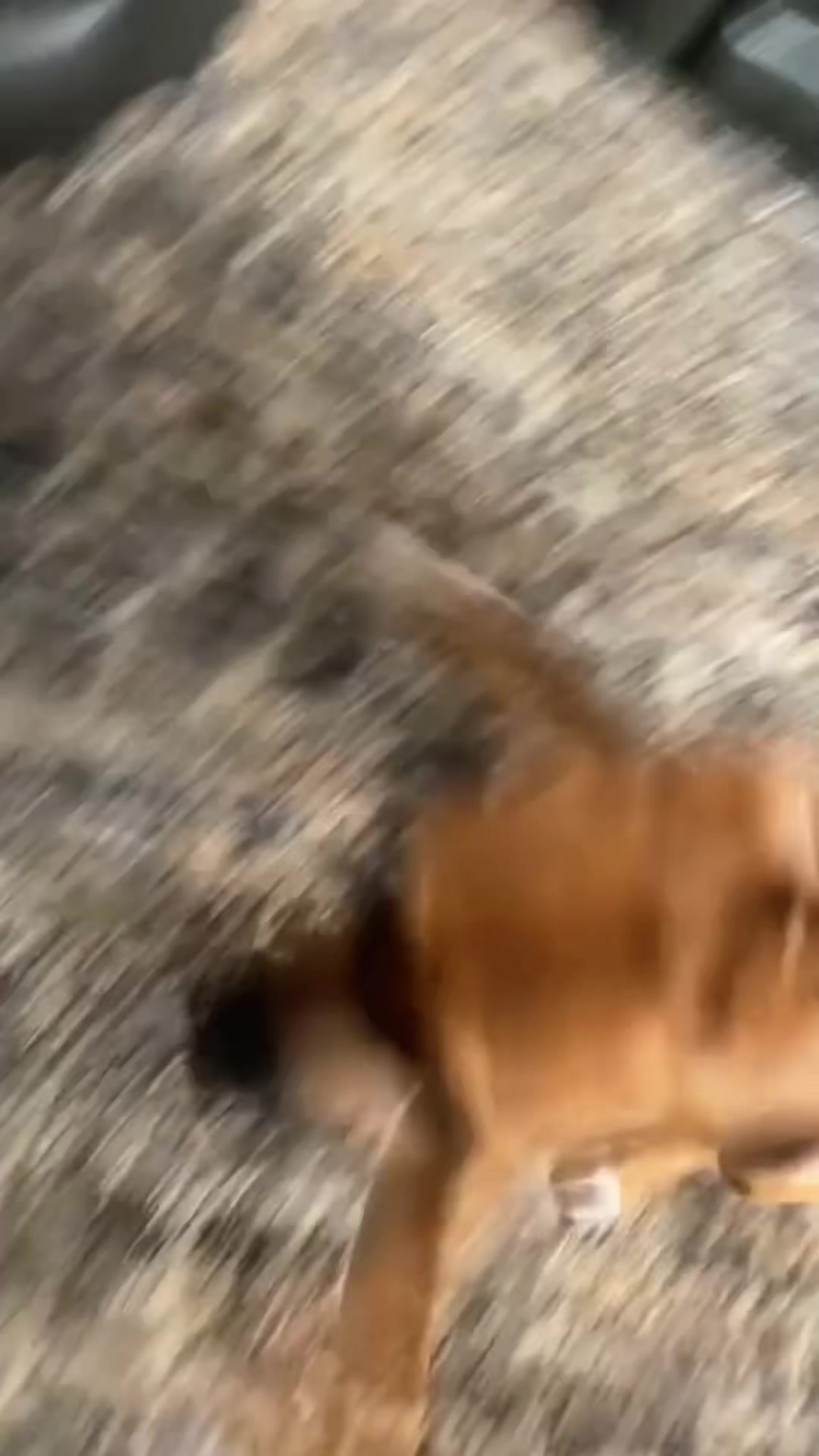 @K9stories