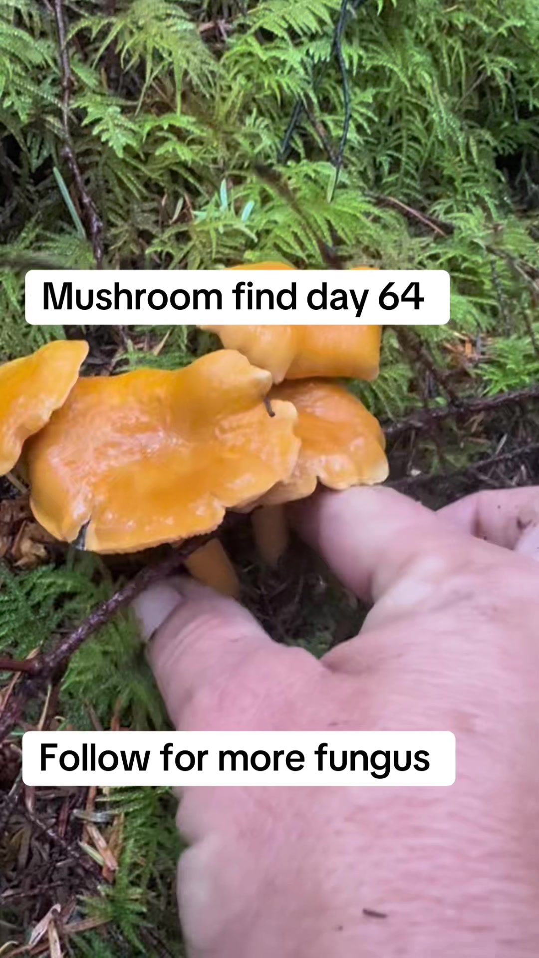 @Fungusamungus