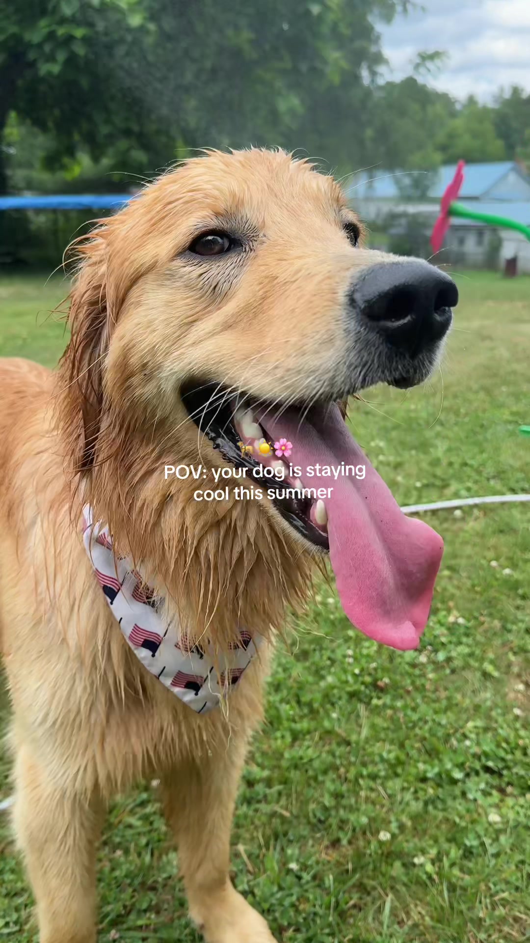 @Josi B🦮