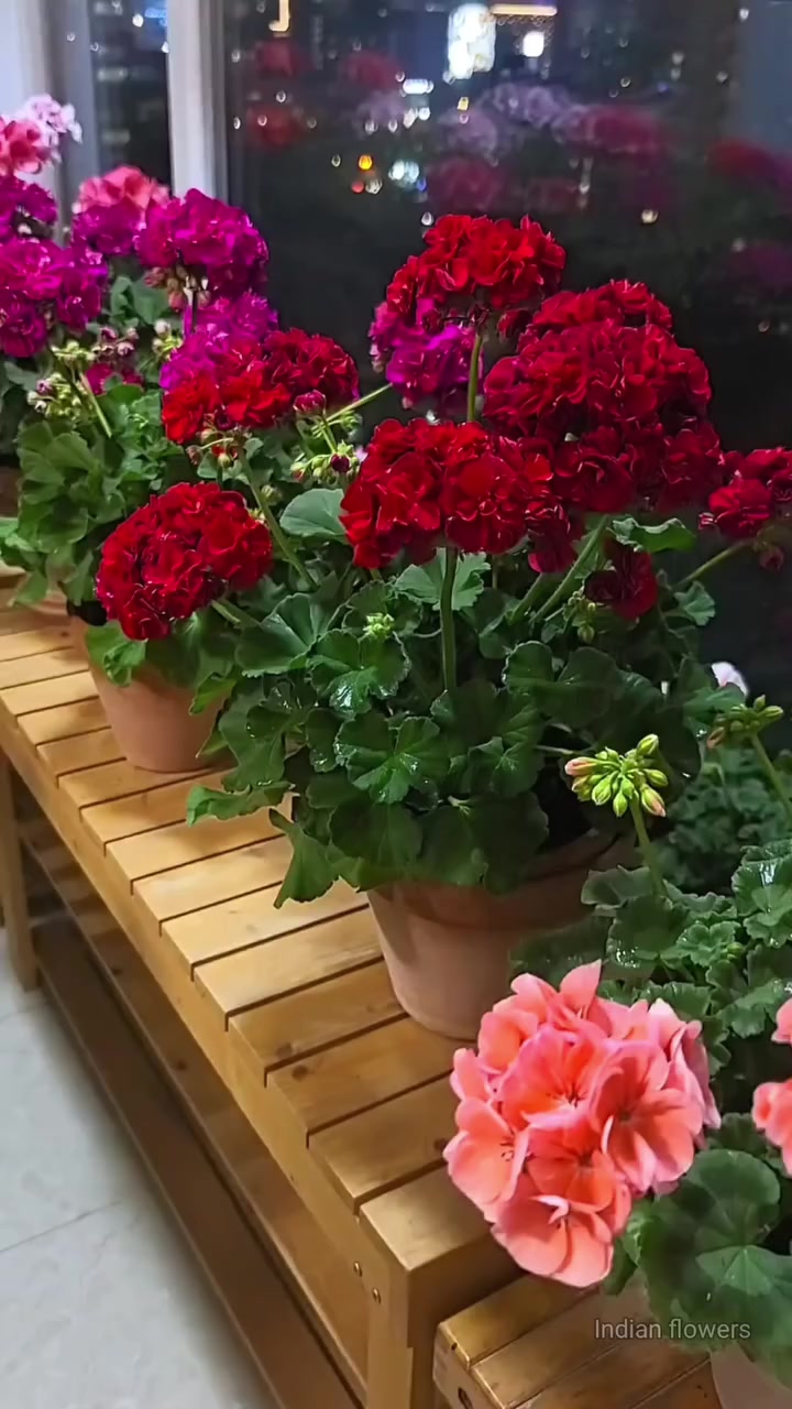 @💧Çiçek dostu 🇹🇷💧