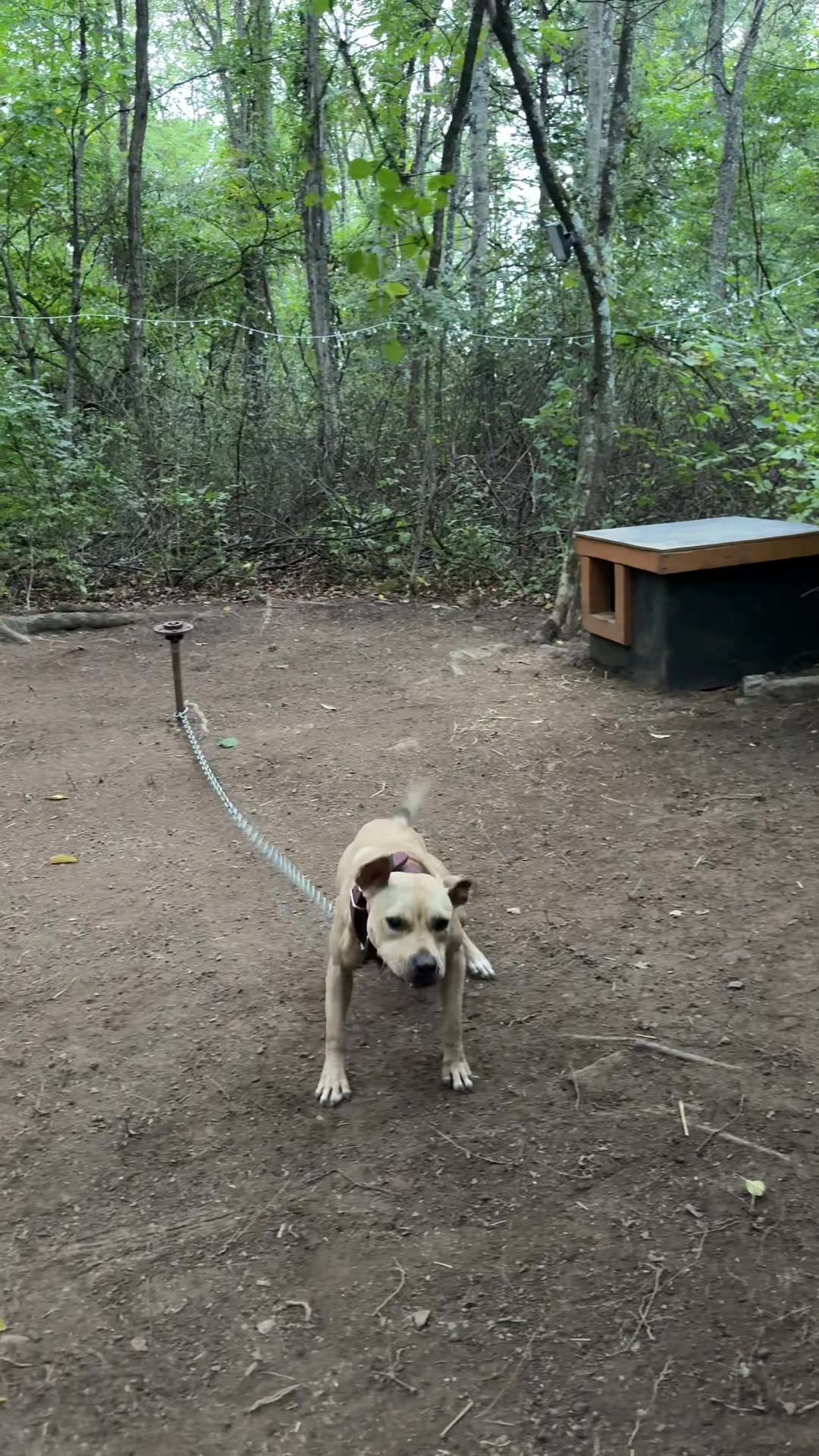 @ConcreteJungle_apbt