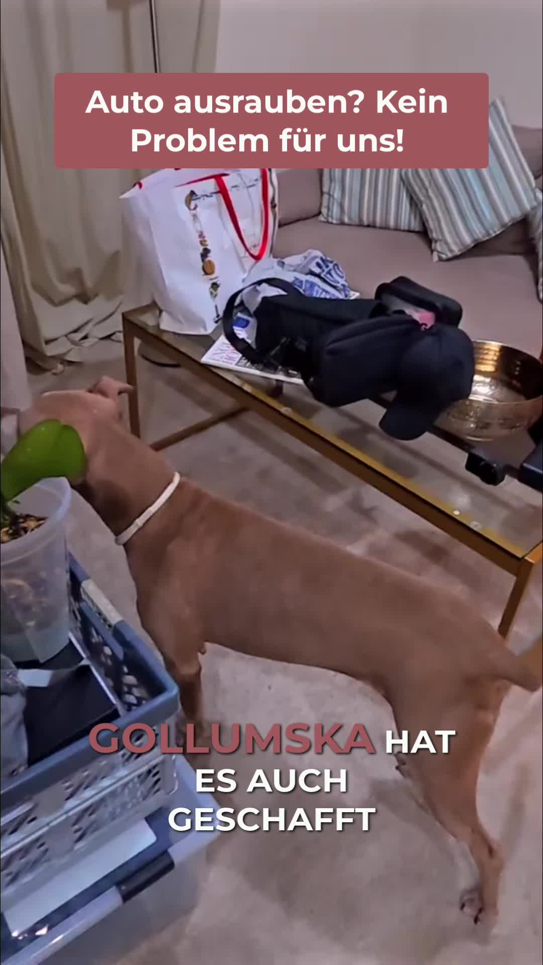 @Vitomalia