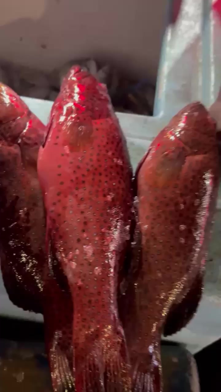 @مطعم القوز للأسماك.الدرب🧿
