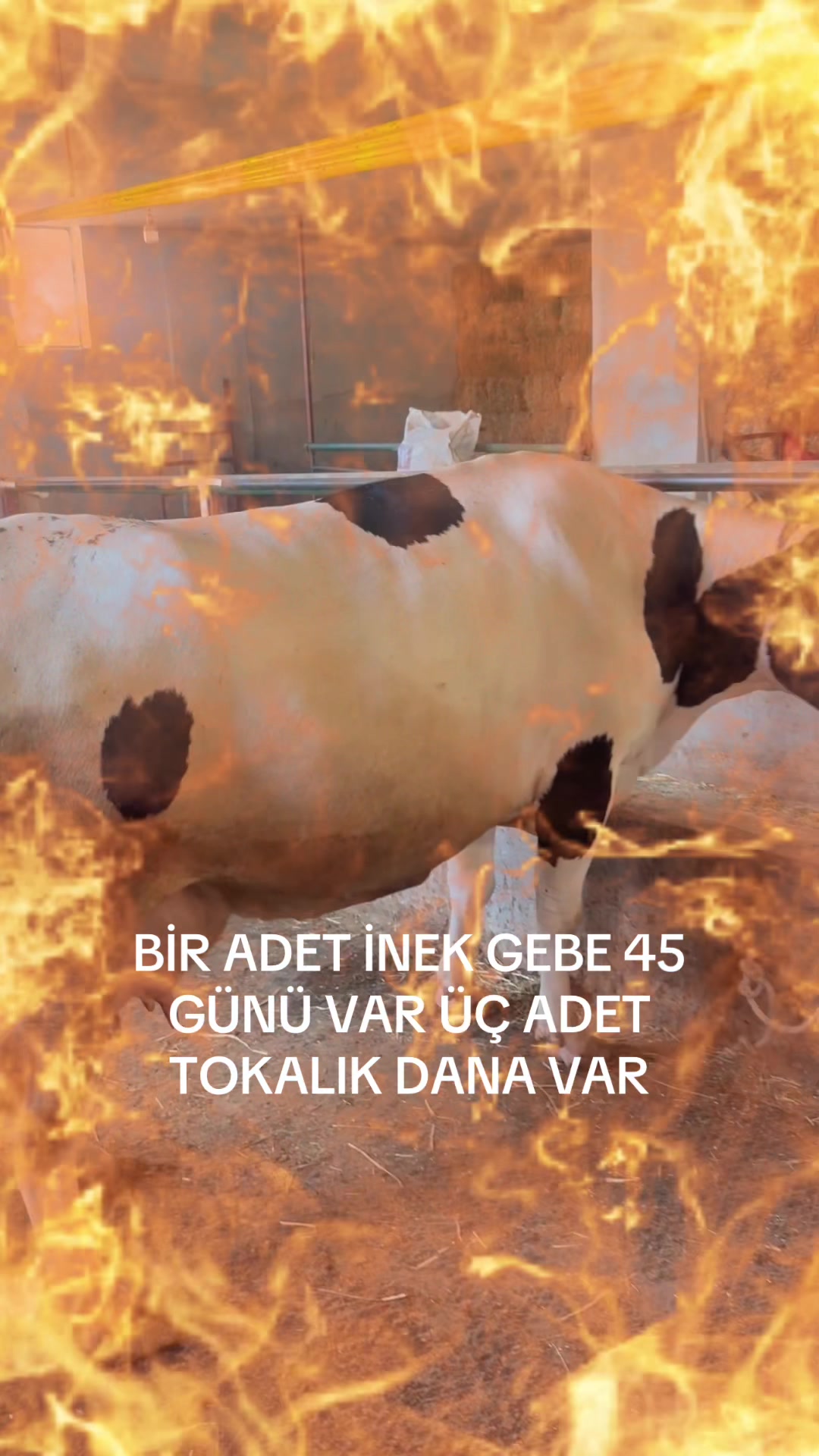 @HASAN AVŞAROĞLU🧿🌶️