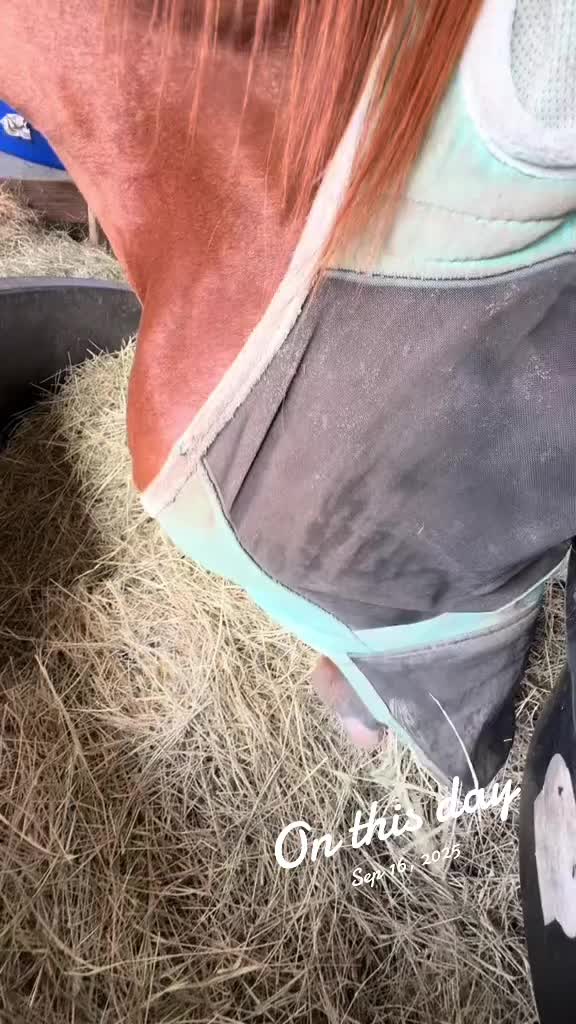 @Horselife
