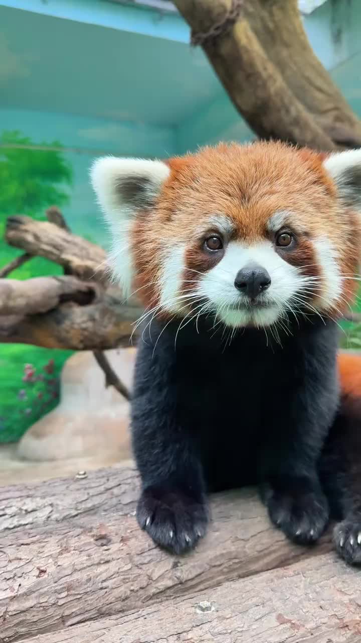 @Krezhi Panda 90