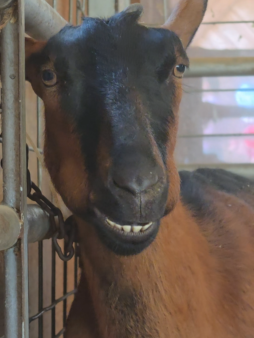 @Grit&Grace:Farmyard.diaries