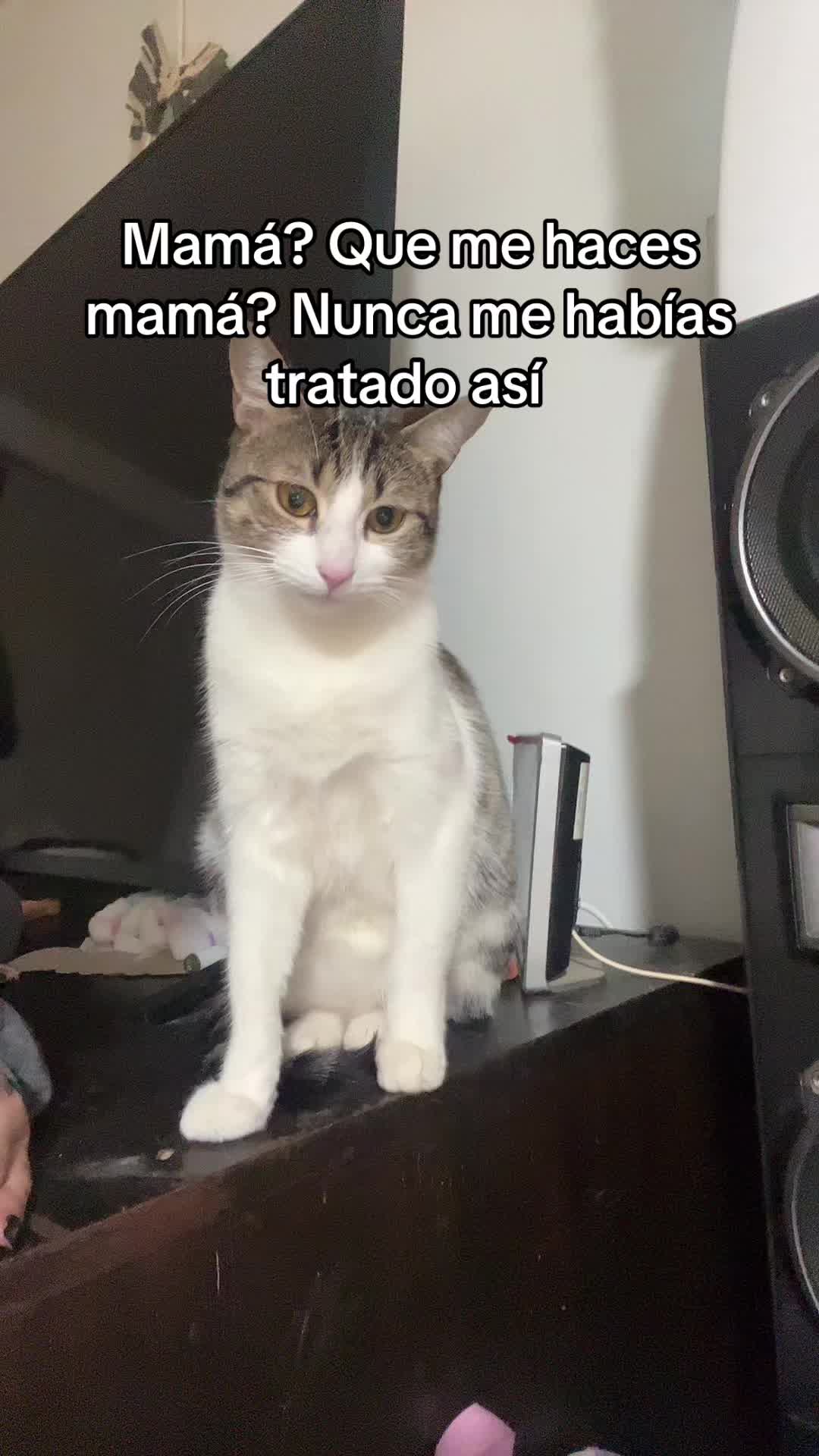 @ijaelucifer