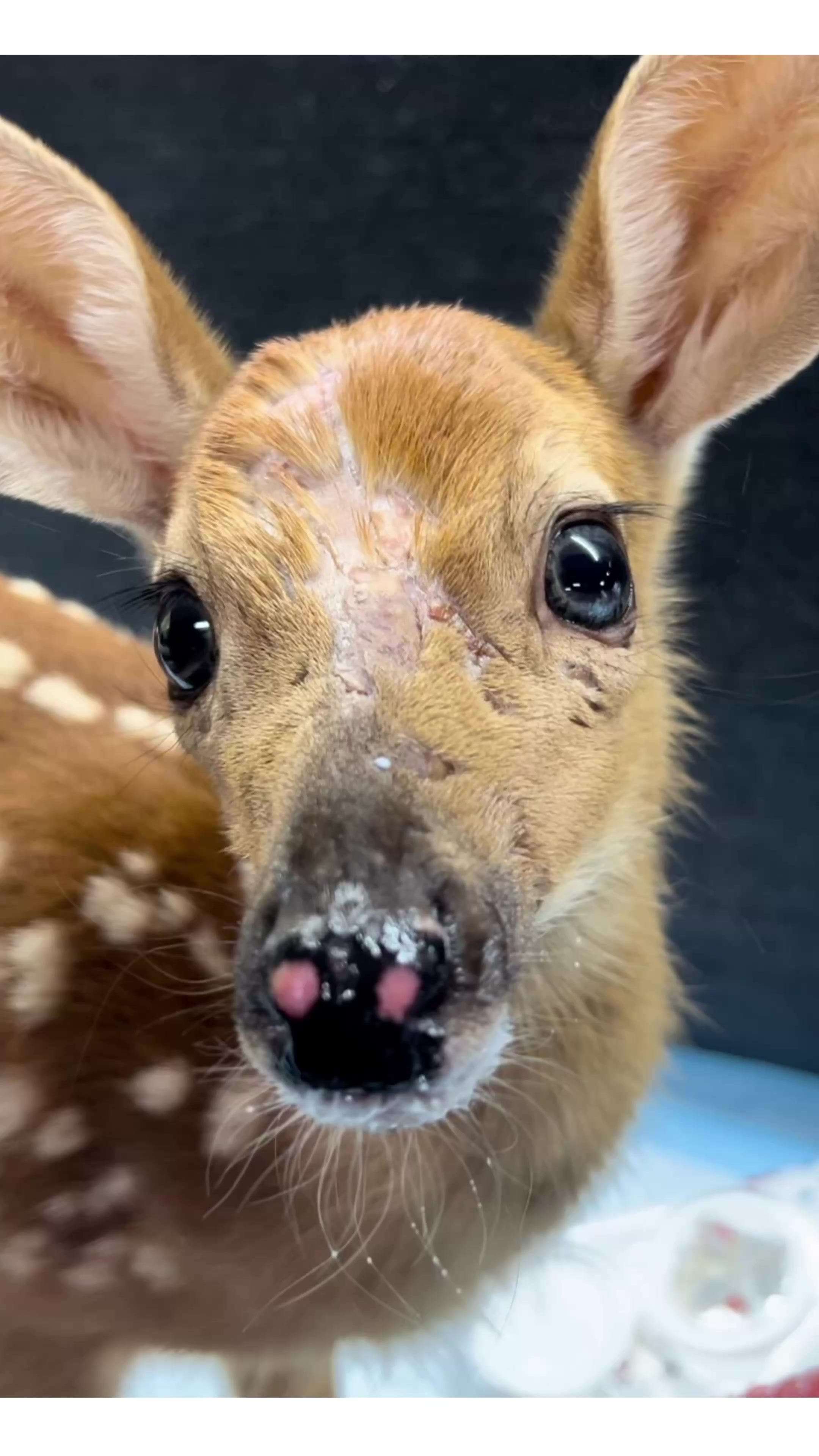 @Fuzzy Fawn Wildlife