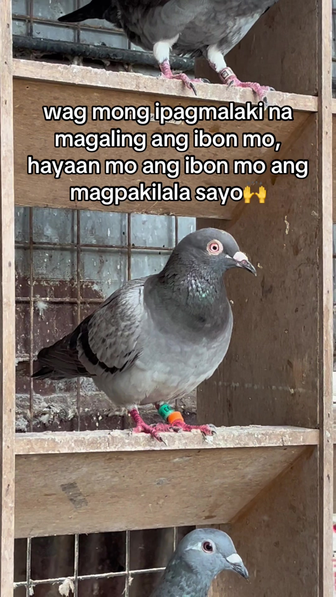 @PAOLOFT TV