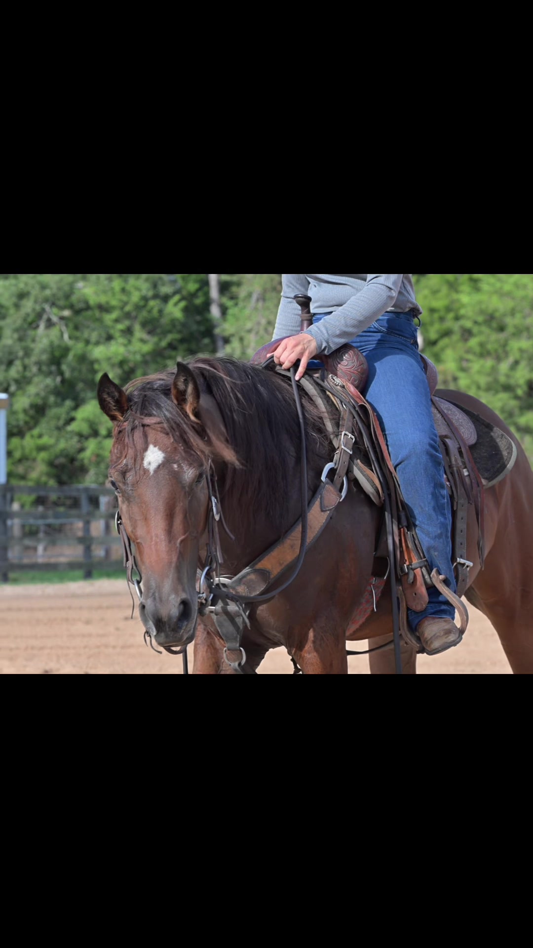 @HD Performance Horses