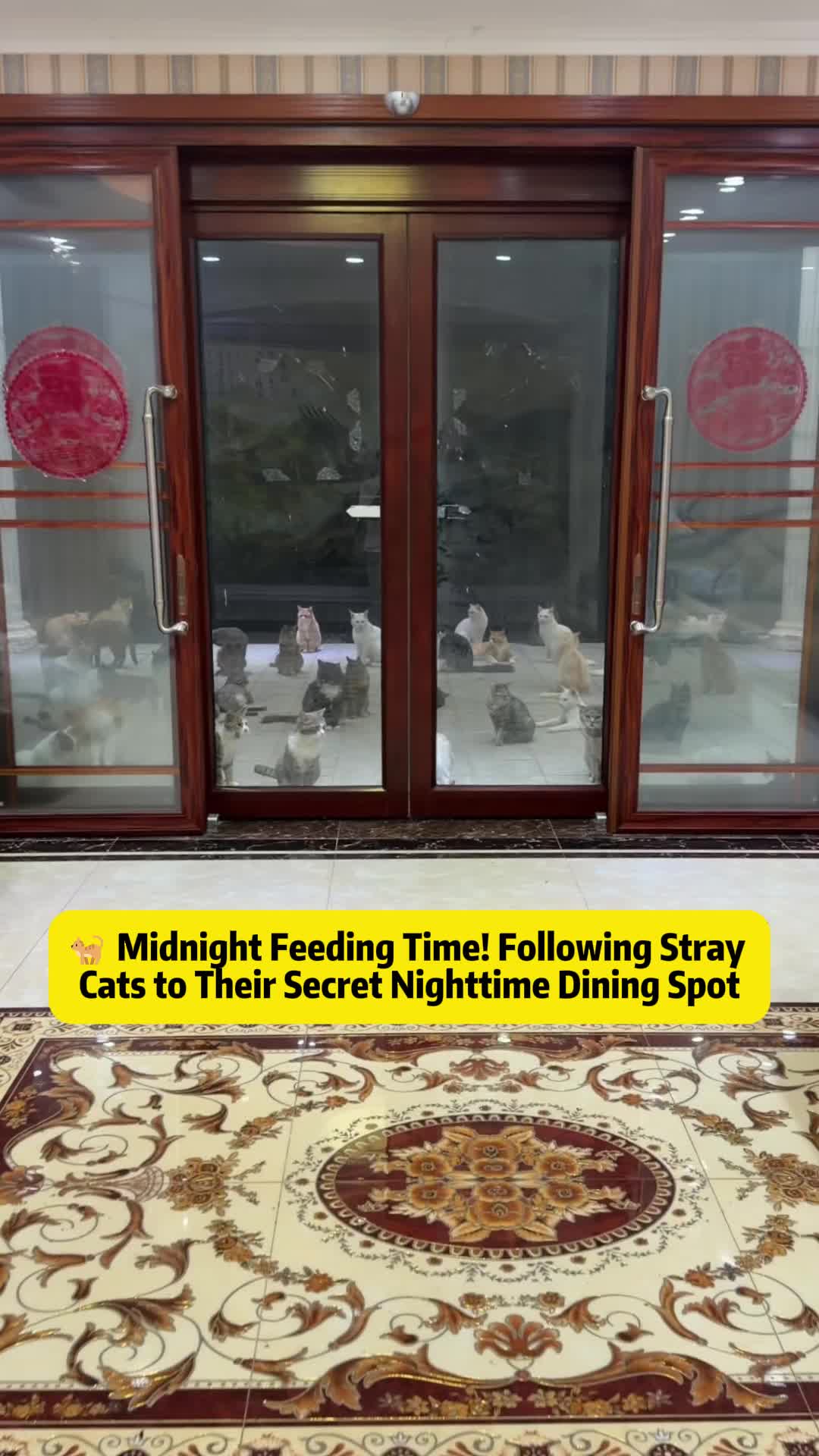 @Stray Cat Talkz