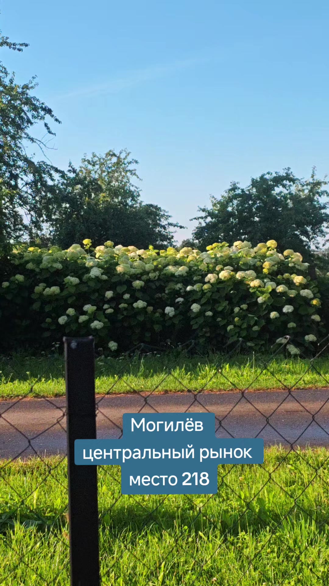 @Картофель Могилёв