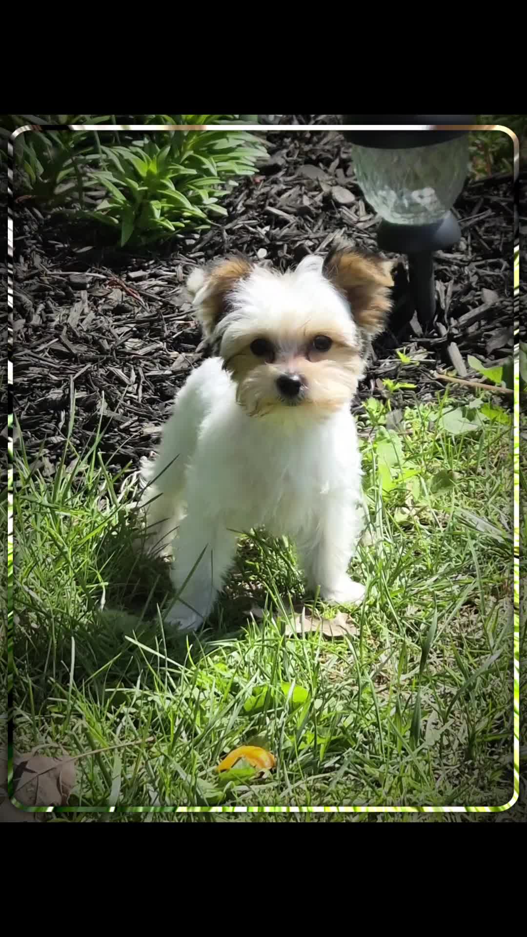 @Barb's Precious Pups