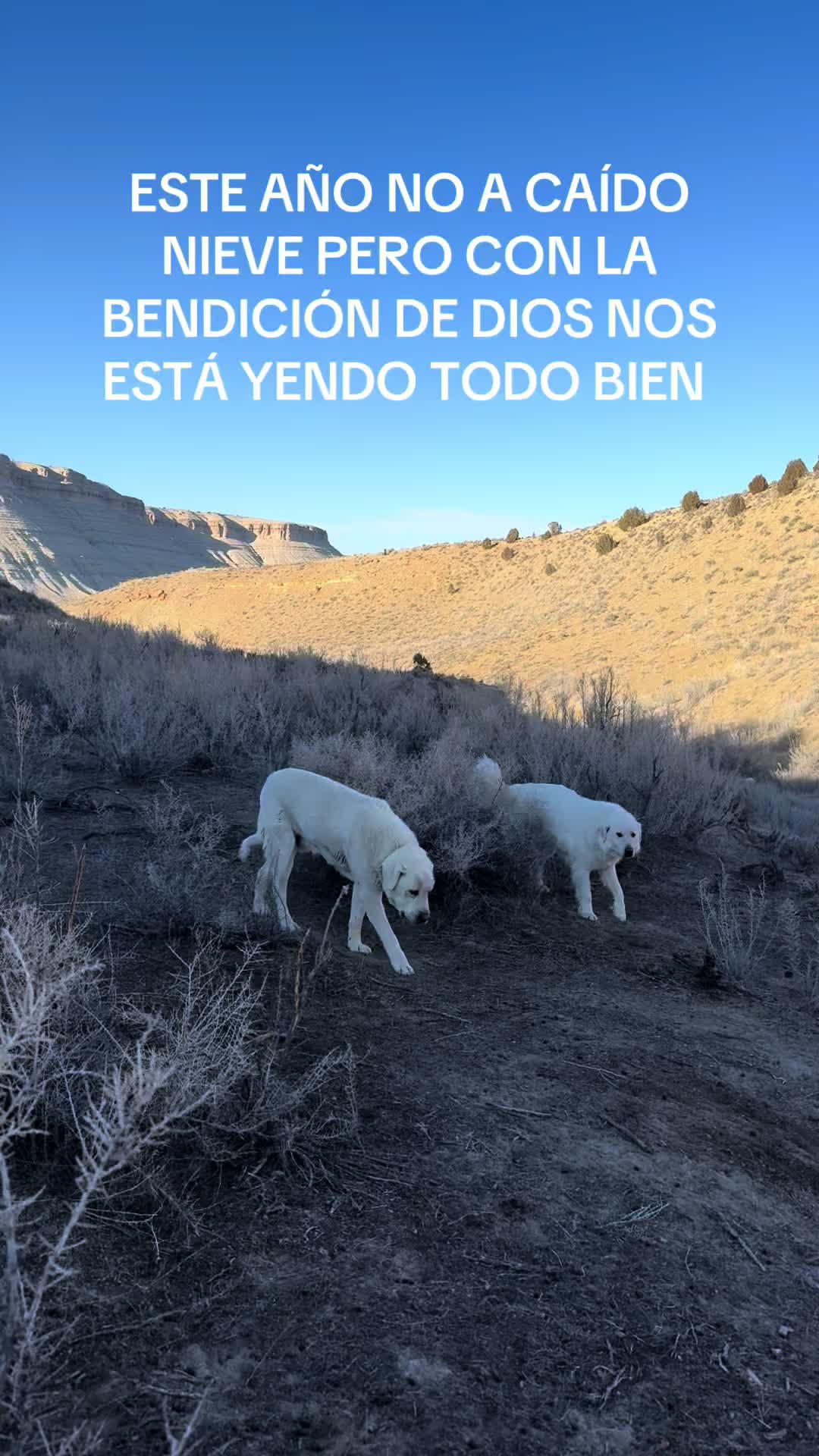 @papuchito 👨🌾🫏