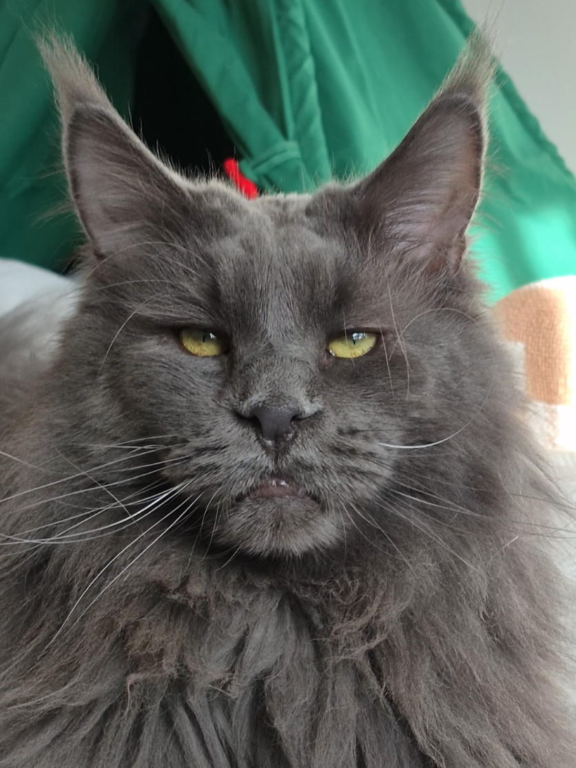 @Ragnar the Maine Coon 🐈