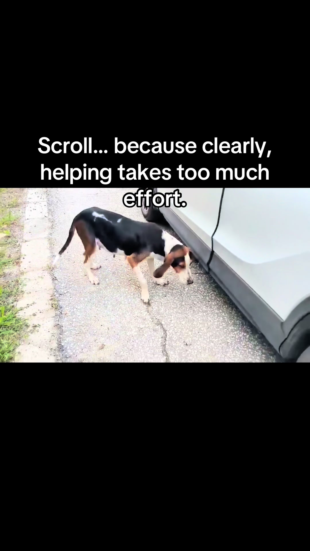 @aria_cats_rescue