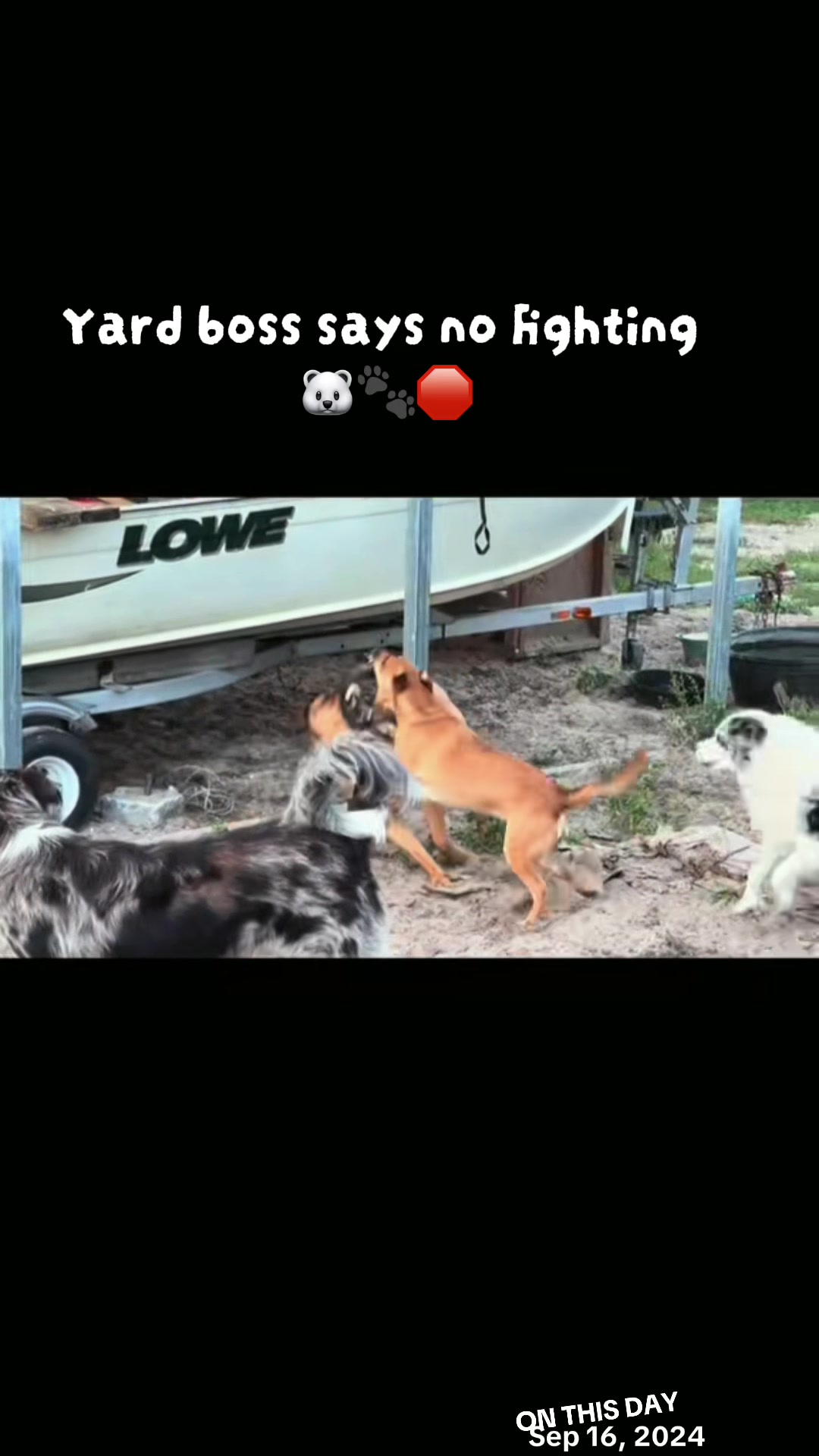 @jesswithallheranimals