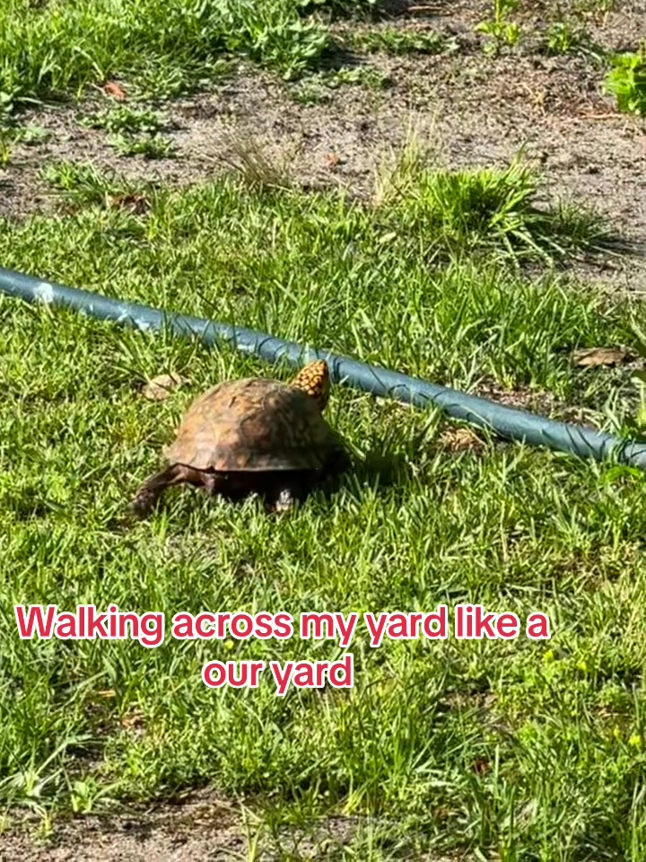 @papa pumpkin