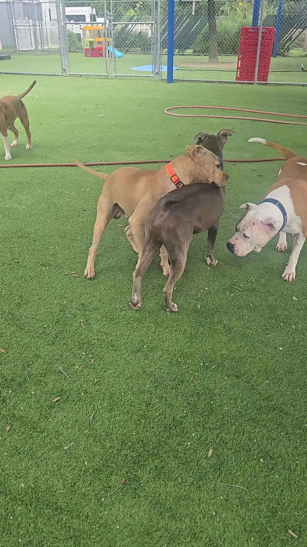 @RescueMeTampa-ShelterDogs