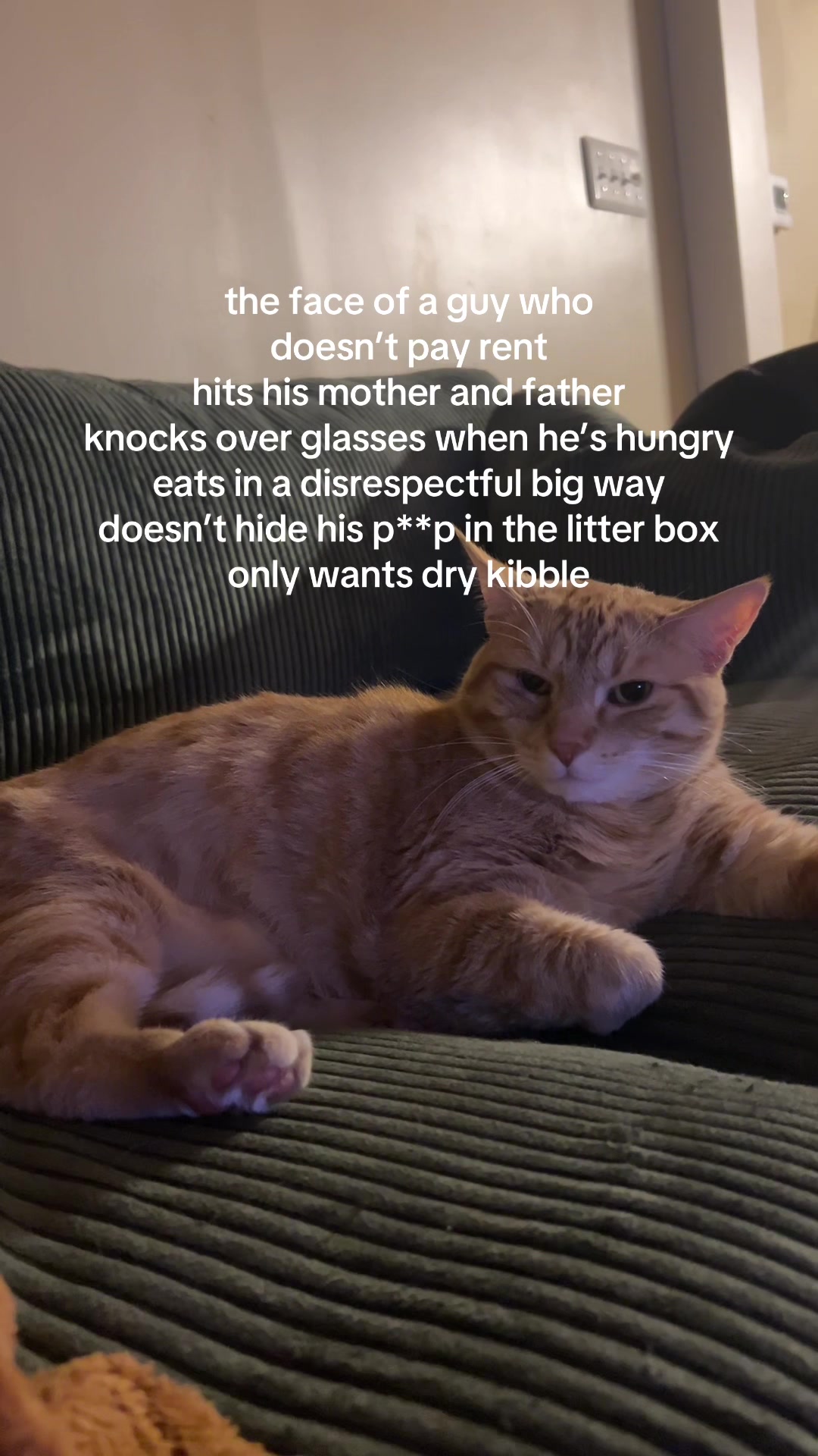 @bink the big orange cat