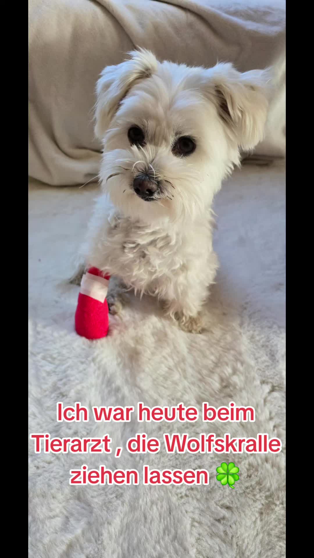 @Lucylein